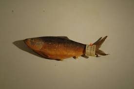 Image result for Alosa mediocris