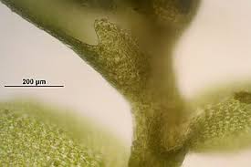 Attēlu rezultāti vaicājumam “Jamesoniella autumnalis”