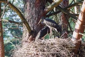 Attēlu rezultāti vaicājumam “Ciconia nigra nest”