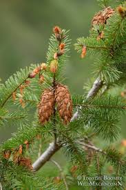 Attēlu rezultāti vaicājumam “Pseudotsuga menziesii”