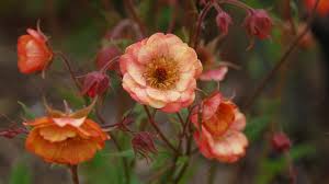 Attēlu rezultāti vaicājumam “Geum x intermedium flower”
