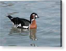 Image result for Branta ruficollis