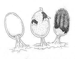 Attēlu rezultāti vaicājumam “Diachea leucopodia stalked”