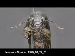 Attēlu rezultāti vaicājumam “Meloidae”