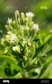 Image result for Stevia rebaudiana