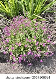 Image result for Silene schafta