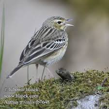 Attēlu rezultāti vaicājumam “Anthus trivialis adult”