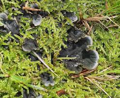 Attēlu rezultāti vaicājumam “Peltigera”