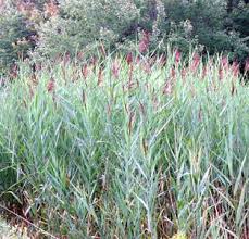 Attēlu rezultāti vaicājumam “Phragmites communis fruit”