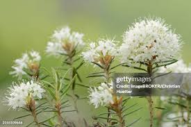 Attēlu rezultāti vaicājumam “Ledum palustre”