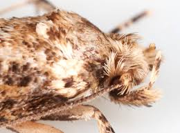 Attēlu rezultāti vaicājumam “Morophaga choragella”