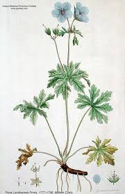Image result for Geranium pratense
