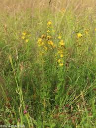 Attēlu rezultāti vaicājumam “Hypericum maculatum flower”