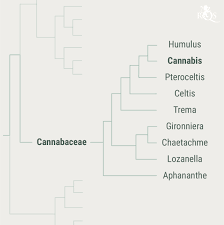 Attēlu rezultāti vaicājumam “Cannabaceae”