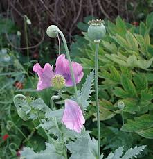 Attēlu rezultāti vaicājumam “Papaver somniferum flower”