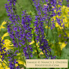 Image result for Salvia pratensis