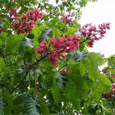 Attēlu rezultāti vaicājumam “Aesculus x neglecta flower”