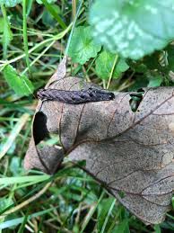 Attēlu rezultāti vaicājumam “Boloria eunomia underside”