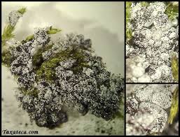 Attēlu rezultāti vaicājumam “Badhamia foliicola”