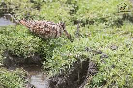 Attēlu rezultāti vaicājumam “Scolopax rusticola juvenile”