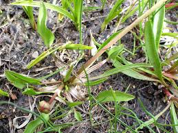 Attēlu rezultāti vaicājumam “Ranunculus elatior leaf”