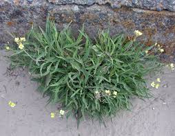 Image result for Diplotaxis tenuifolia