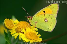 Attēlu rezultāti vaicājumam “Colias croceus”