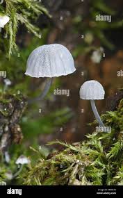 Attēlu rezultāti vaicājumam “Mycena pseudocorticola”