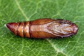 Attēlu rezultāti vaicājumam “Zophodia grossulariella”