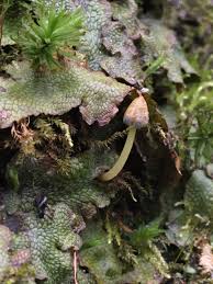 Attēlu rezultāti vaicājumam “Conocephalum conicum”