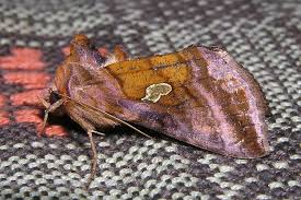 Attēlu rezultāti vaicājumam “Autographa excelsa”