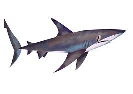 Image result for Carcharhinus galapagensis