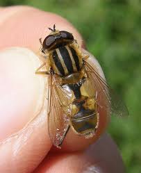 Attēlu rezultāti vaicājumam “Helophilus sp.”