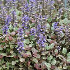 Attēlu rezultāti vaicājumam “Ajuga reptans”