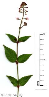 Attēlu rezultāti vaicājumam “Circaea lutetiana bud”