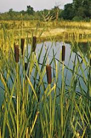 Attēlu rezultāti vaicājumam “Phragmites communis flower”