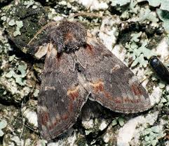 Attēlu rezultāti vaicājumam “Notodonta dromedarius”