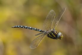 Attēlu rezultāti vaicājumam “Aeshna juncea”