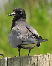 Attēlu rezultāti vaicājumam “Chlidonias niger eggs”