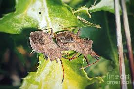 Attēlu rezultāti vaicājumam “Coreus marginatus”