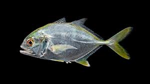 Image result for Caranx lugubris