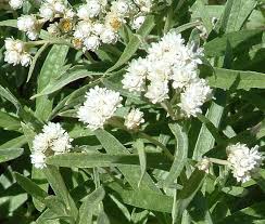 Attēlu rezultāti vaicājumam “Gnaphalium sylvaticum flower”