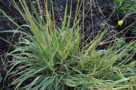 Attēlu rezultāti vaicājumam “Molinia caerulea leaf”