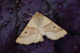 Attēlu rezultāti vaicājumam “Crocallis elinguaria”