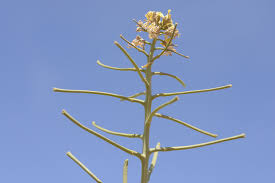 Attēlu rezultāti vaicājumam “Sisymbrium volgense flower”