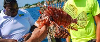 Image result for Pterois volitans