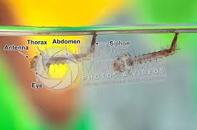 Attēlu rezultāti vaicājumam “Culex pipiens larva”