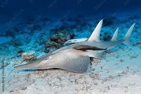 Image result for Rhynchobatus australiae