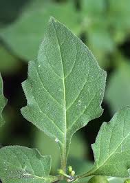 Attēlu rezultāti vaicājumam “Solanum nigrum leaf”