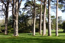 Attēlu rezultāti vaicājumam “Pinus sylvestris var. turfosa”